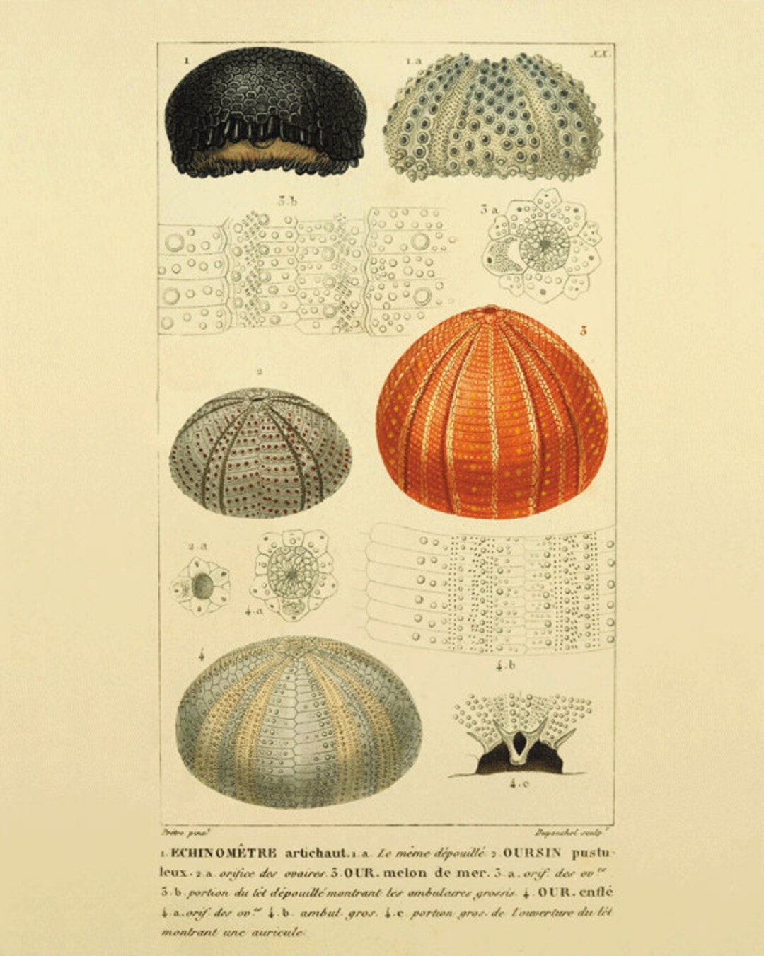 Sea Urchins Art Print Vintage Nautical Art Print Old Prints Ocean Decor ...