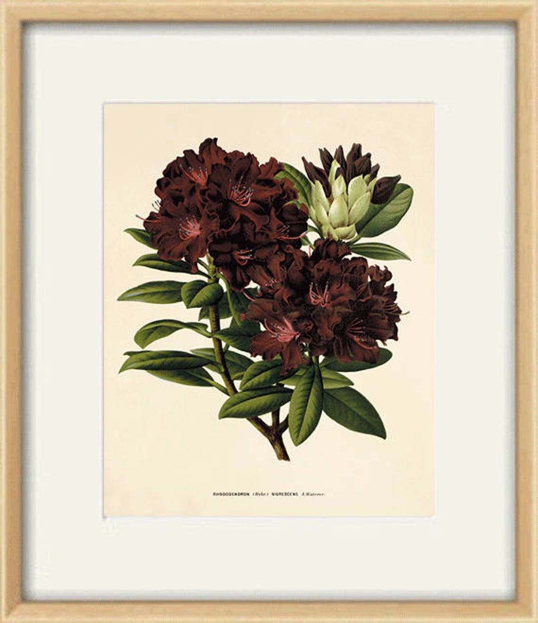 Rhododendron Art Antique Botanical Art Prints Home Decor Wall - Etsy