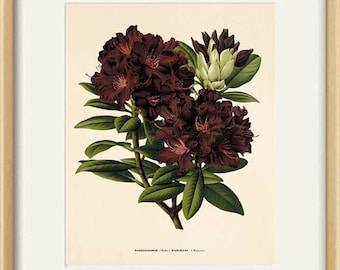 Rhododendron art antique Botanical Art Prints home decor wall art Victorian art Garden Wall Art flowers antique wall art  nature art print