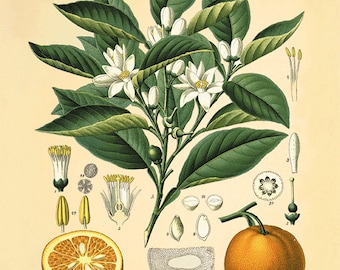 Orange art print kitchen fruit print antique botanical art prints Vintage garden wall art home decor wall art antique wall art Victorian art