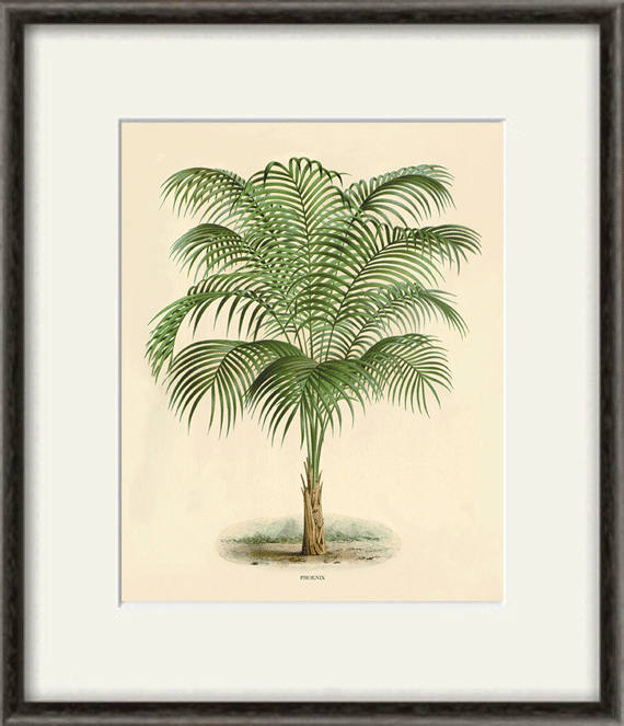 Palm Tree Art Print Antique Botanical Art Prints Home Decor Etsy New