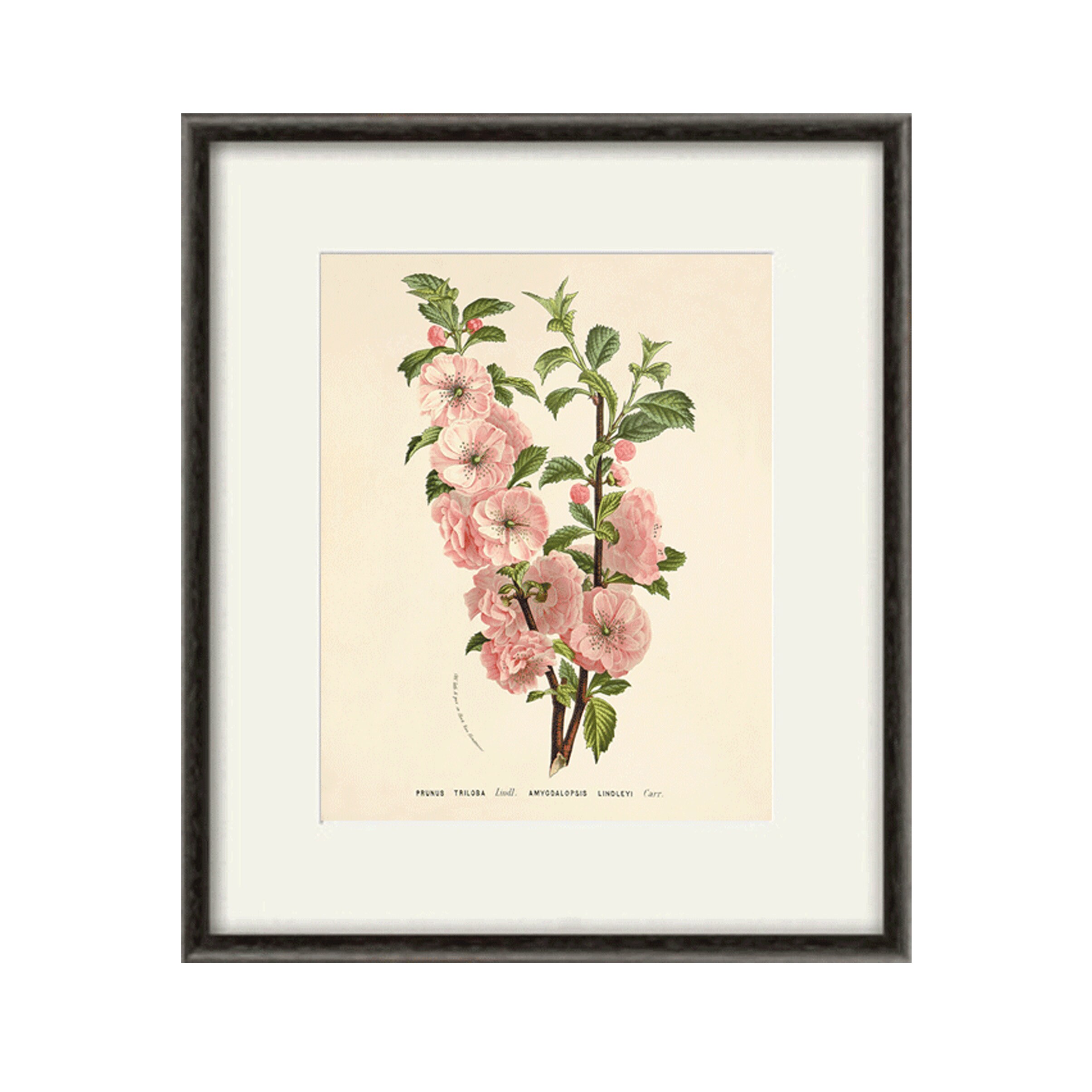 Pink Flowering almond flower print Cottage wall art Victorian Etsy