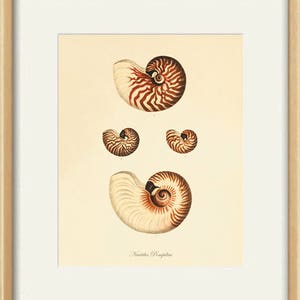 Sea shell Beach decor art nautical print Ocean art Antique wall art French decor natural History art Home decor prints Victorian art print image 2