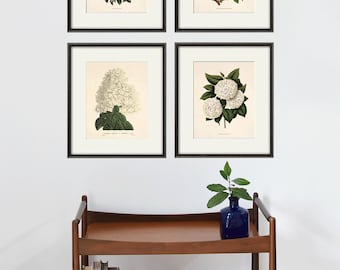 Antique White Botanical Prints: French Victorian Cottage Wall Art, Set of 4