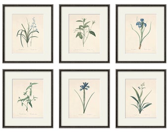 Láminas botánicas antiguas: Juego de 6 láminas de arte mural con flores azules