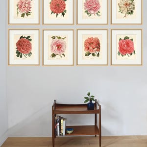 May include: Eight framed botanical prints of pink peonies, arranged in a grid on a light gray wall. The prints are in gold frames and have a white background.