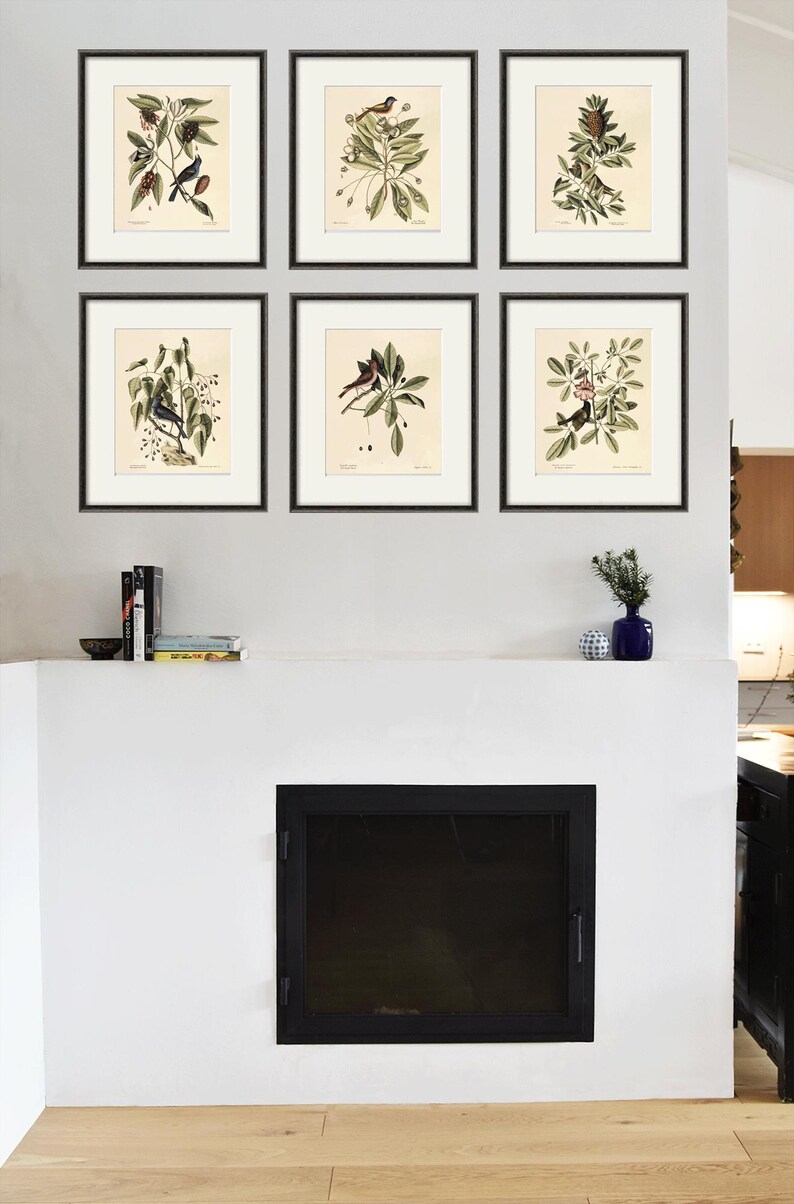 May include: Six framed botanical prints featuring detailed illustrations of birds perched on branches with leaves and berries. The prints are in black frames and arranged on a white wall above a fireplace. The artwork adds a touch of nature to the room.