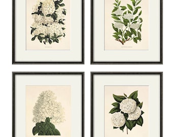 White botanical prints vintage flower art Cottage wall art Victorian print French wall art antique wall art Flower print Garden art print