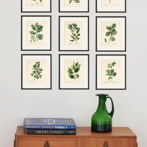Antiqua Botanical Art Prints Oak Leaf Art Botanical Print Set Antique ...