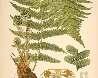 Fern art antique fern print botanical art prints Vintage prints garden wall art home decor wall art antique wall art Victorian art plant art