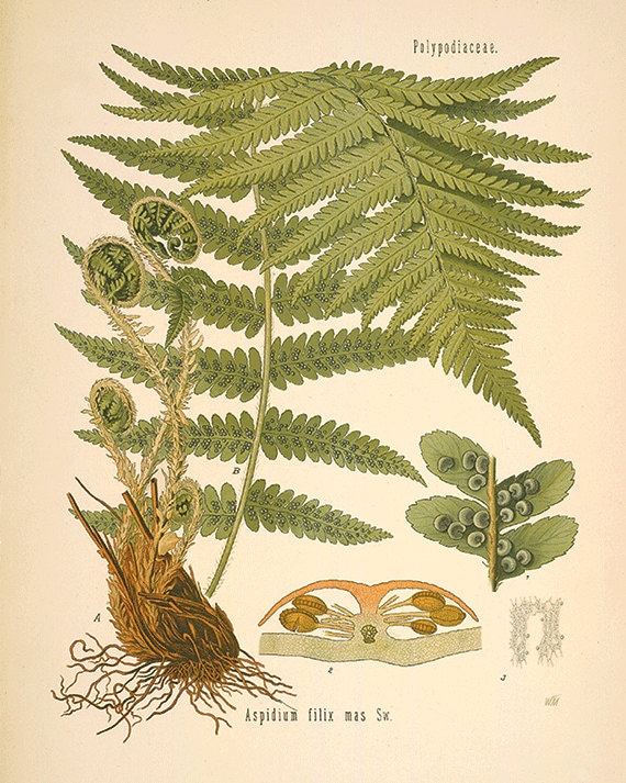 Fern art print antique Botanical Art Prints Home Decor Wall Art Victorian art Garden Wall Art Vintage antique wall art nature art print