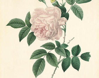 Rose art print poster antique prints Botanical Art Prints Home Decor Wall Victorian art Garden Wall Art flower art print botanical print
