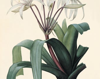 Lámina botánica de Redoute: arte floral francés antiguo
