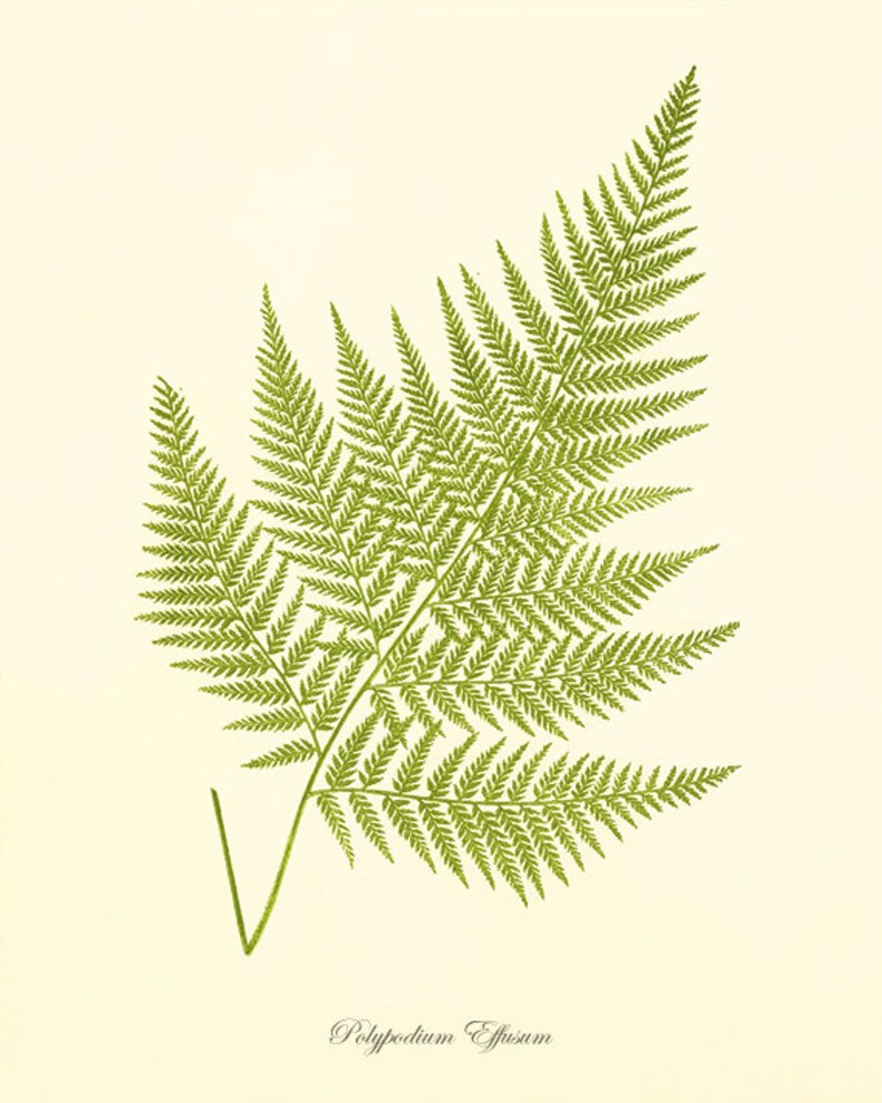 Fern art print antique Botanical Art Prints Home Decor Wall Art Victorian art Garden Wall Art Vintage antique wall art nature art print