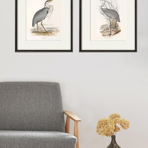 May include: Two framed illustrations of birds. The first illustration shows a grey heron standing on one leg with its head turned to the side. The second illustration shows a grey crane standing on one leg with its head turned to the side.