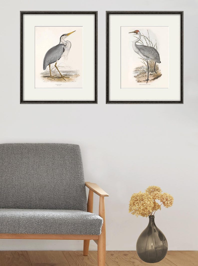 May include: Two framed illustrations of birds. The first illustration shows a grey heron standing on one leg with its head turned to the side. The second illustration shows a grey crane standing on one leg with its head turned to the side.