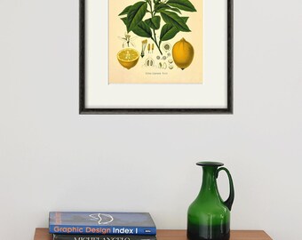 Lámina botánica vintage de limón: arte mural de cocina, ilustración antigua