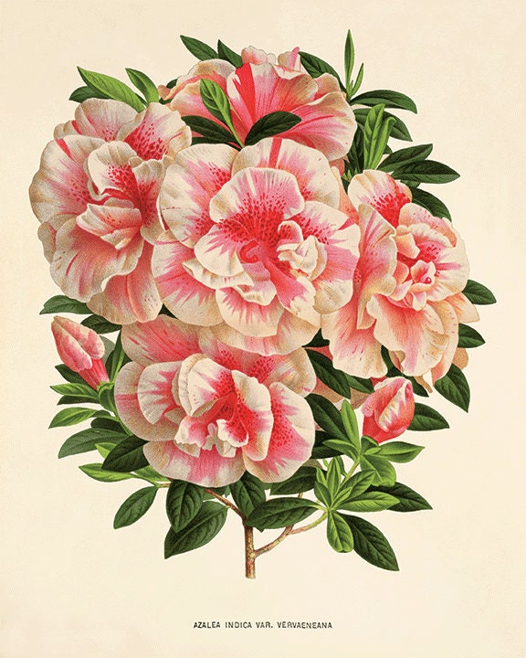 Pink Botanical Prints Set of 4: Vintage Victorian Flower Art - Etsy UK