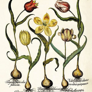 Impresión artística de tulipán, arte de pared antiguo, impresión artística de flores, impresión artística botánica, arte de pared de jardín, flores, decoración del hogar, arte, impresiones botánicas antiguas Besler