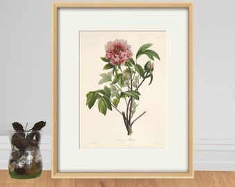 Pink Peony Flower Art Print: Vintage Botanical Illustration