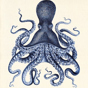 Octopus art print Antique prints old prints Nautical art print Ocean Decor Natural History art print vintage nature print Home decor wall