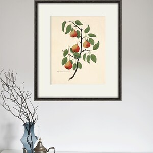 Antique Pear Botanical Art Print: Vintage Kitchen Decor, Garden Wall Decor