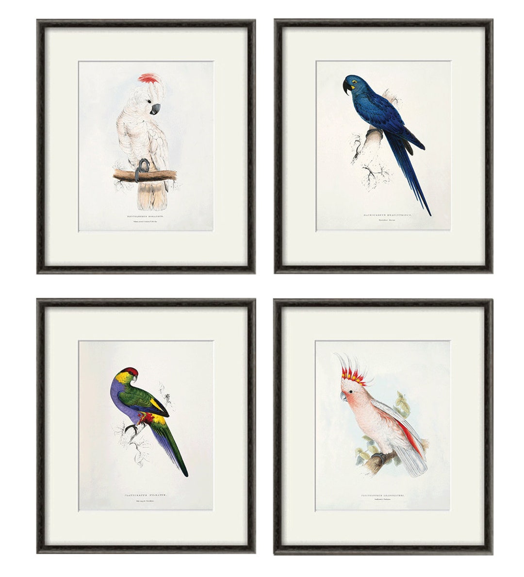 Antique Bird Prints Bird Prints Set Parrot Art Print Vintage Garden ...