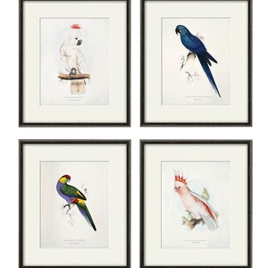 Antique Bird Prints Bird Prints set Parrot art print vintage Garden Wall decor bird decor tropical bird antique wall art home decor wall art
