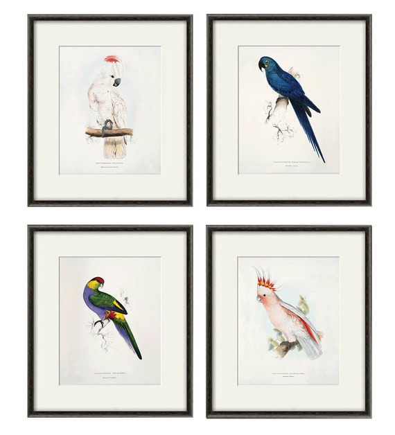 Antique Bird Prints Bird Prints Set Parrot Art Print Vintage Etsy