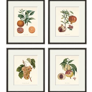 Antique fruit art print Vintage kitchen art print antique botanical art prints fruit wall art kitchen art decor fruit print vintage set of 4