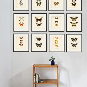 Butterfly art print French art print Cottage wall decor Victorian wall decor Antique print Nature wall art Home decor art butterfly wall art