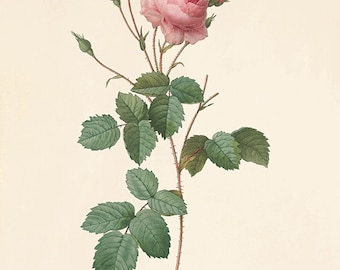 Redoute Pink Rose Print: Antique Botanical Wall Art