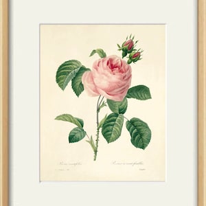 May include: A vintage botanical illustration of a pink rose with green leaves and buds. The text "Rose centifolia" and "Rose a cent feuilles" is printed below the image.
