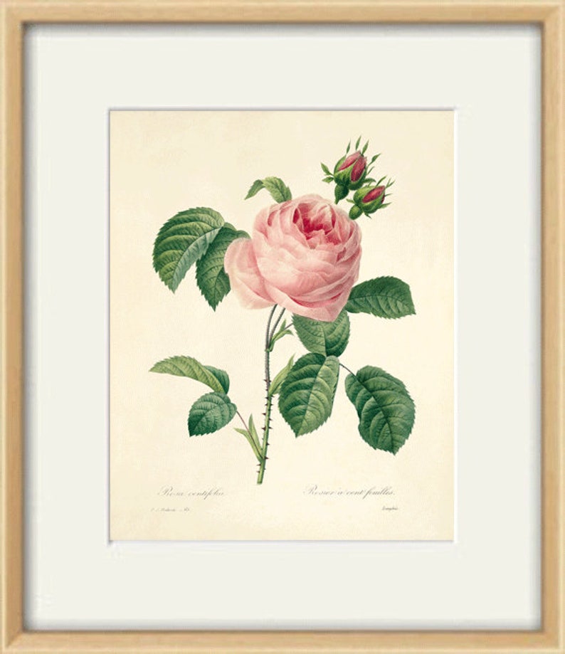 May include: A vintage botanical illustration of a pink rose with green leaves and buds. The text "Rose centifolia" and "Rose a cent feuilles" is printed below the image.