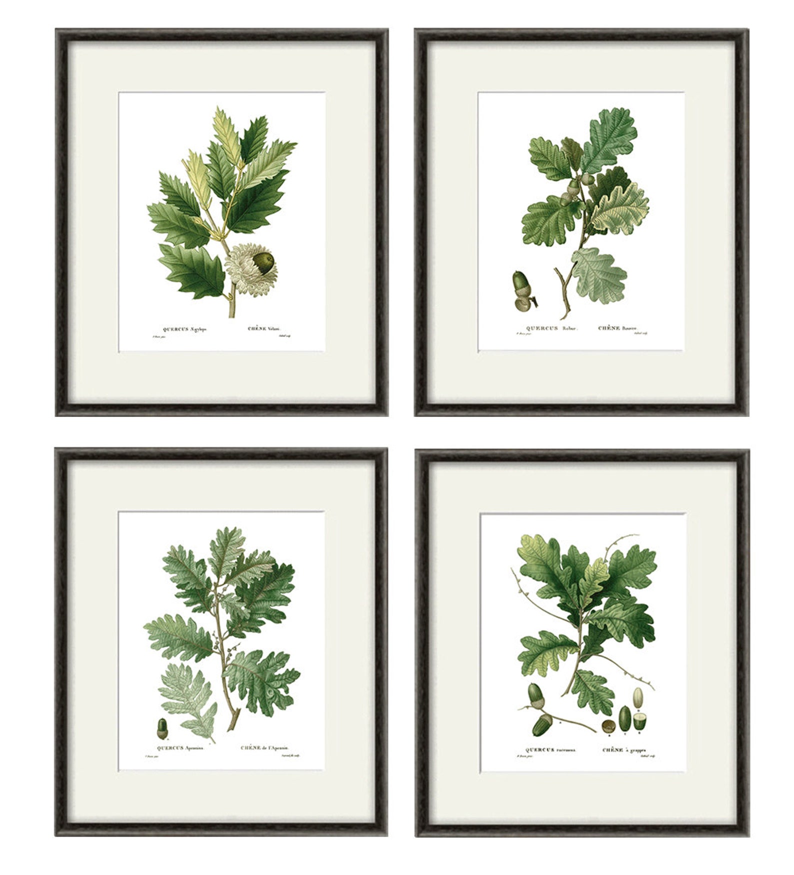 Botanical Print Set Oak Leaf Art Print French Botanical Art Etsy