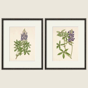 Antique botanical print Botanical art prints flower prints wall art flowers botanical poster antique wall art home decor wall art SET of 2