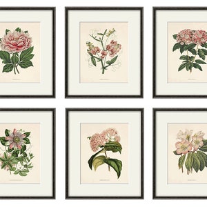 Antique botanical print Botanical art prints flower prints wall art flowers botanical poster antique wall art home decor wall art SET of 6