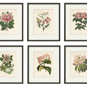 Antique botanical print Botanical art prints flower prints wall art flowers botanical poster antique wall art home decor wall art SET of 6 image 2