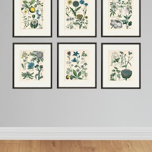 Küchenkräuter Wand Kunst antiker botanischer Druck Satz von 6 Kräuter Kunstdruck Küche Poster Küche Dekor Wand antike Wandkunst Kraut-Wanddekor