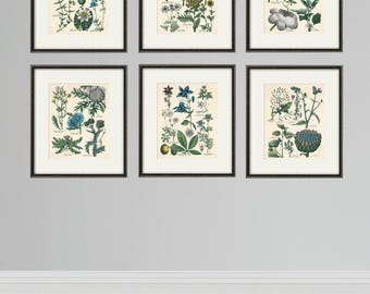 Antique Kitchen Herb Print Set: Vintage Botanical Wall Art