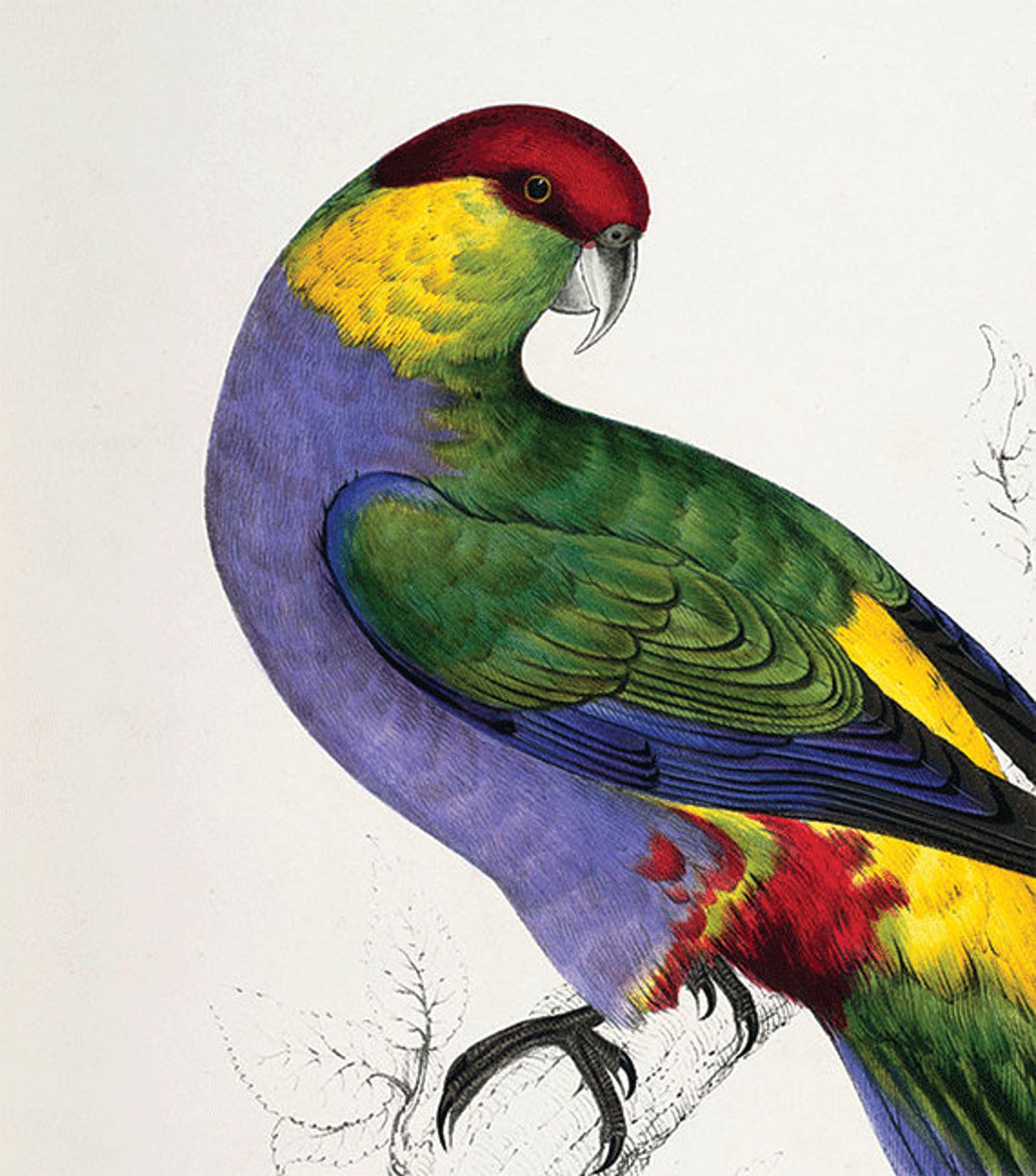 Image showcasing Parrot Art Print Antique Bird Print Nature Wall Art Victorian Print ...