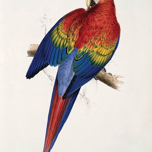 Parrot art print antique bird print nature wall art Victorian print home decor art vintage wall art bird art Natural history art Bird decor