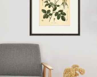Stampa botanica di rose rosa: antica arte murale floreale vittoriana