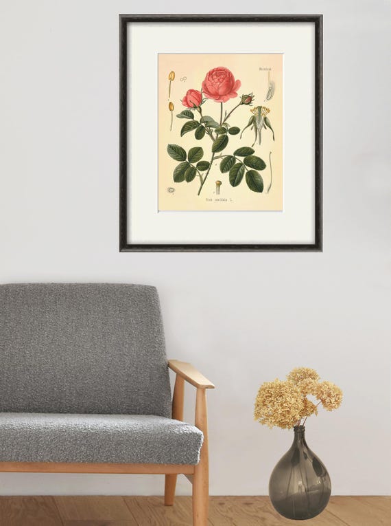 Impression botanique rose rose : oeuvre d'art murale florale