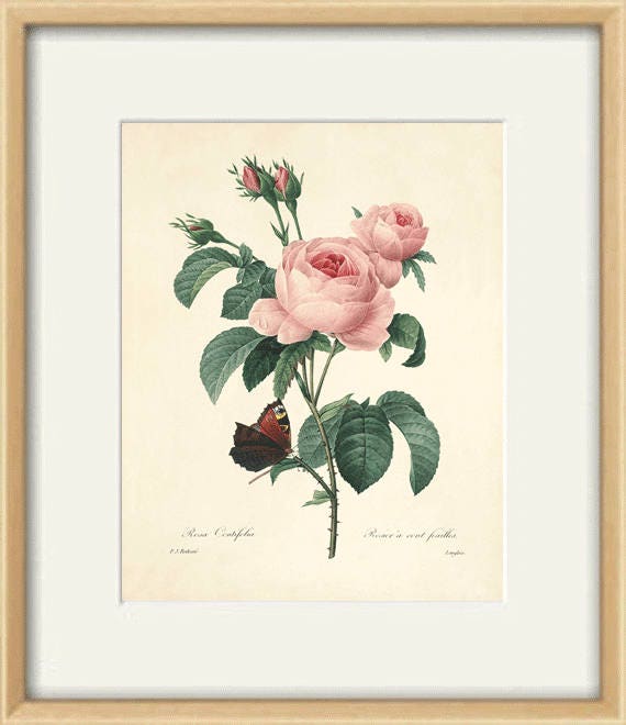 Antique Rose Art Print: Botanical Wall Decor - Etsy Canada