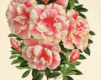 Antique Azalea Botanical Print: Victorian French Flower Art