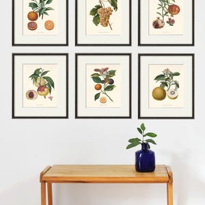 Antique fruit art print Vintage kitchen art print antique botanical art prints fruit wall art kitchen art decor fruit print vintage set of 6
