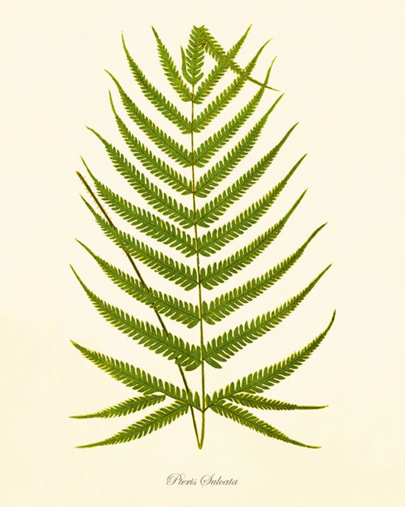 Fern art