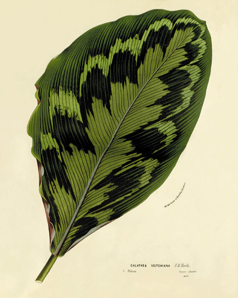Antique leafs art print botanical art prints Vintage garden wall art home decor wall art antique wall art Victorian art plant art Nature art