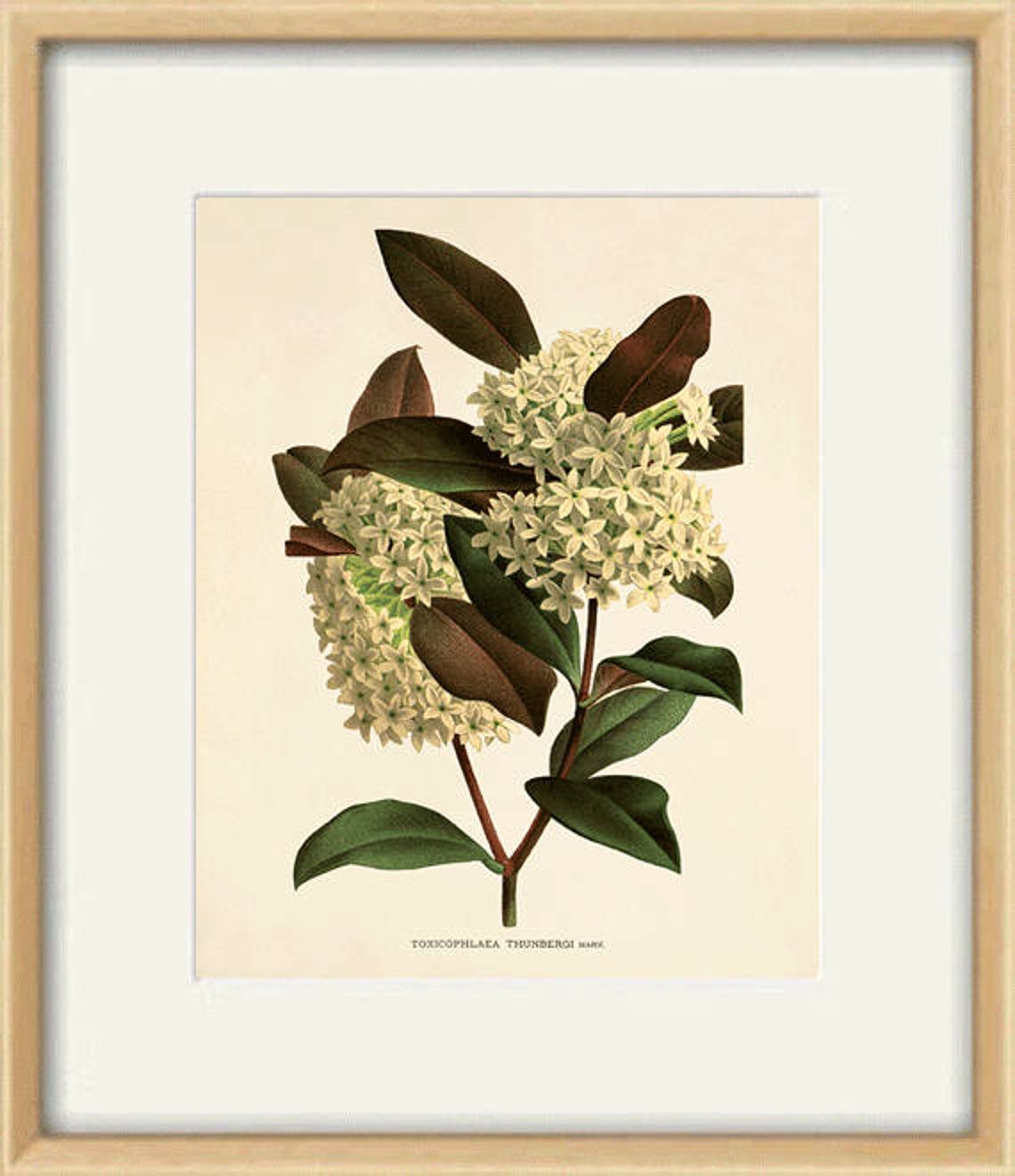 White Lilac Art Print Vintage Botanical Art Prints Flower Art - Etsy